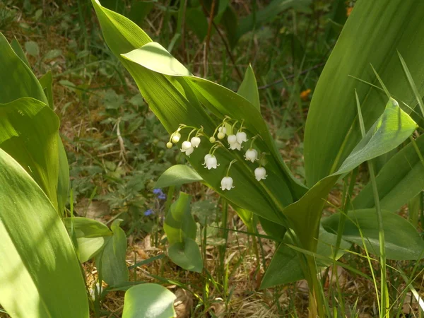 Lírio Flor Vale Floresta Primavera Com Flor Branca — Fotografia de Stock