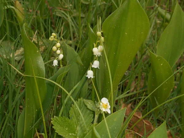 Lirio Flor Del Valle Bosque Primavera Con Flor Blanca — Foto de Stock