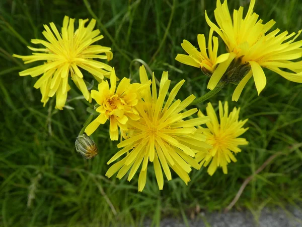 Fiore Giallo Fiore Dente Leone Nel Prato — Foto Stock