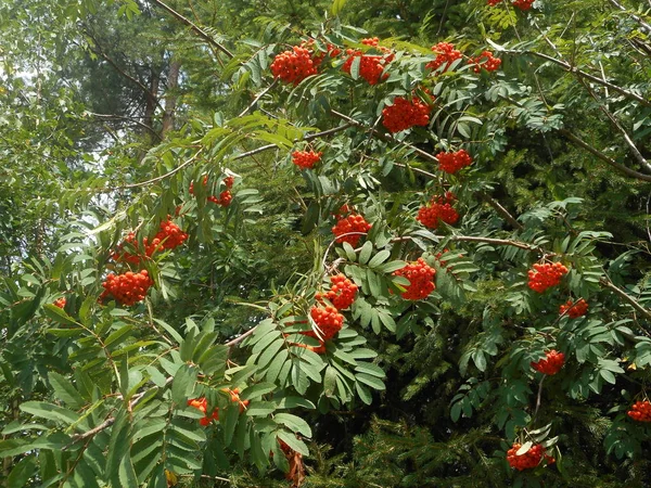 Rowan Bush Jagód Lesie Jesienią — Zdjęcie stockowe