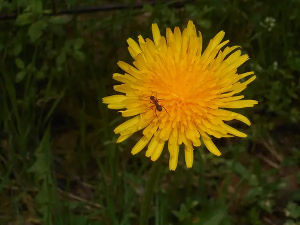 Fiore Giallo Fiore Dente Leone Nel Prato — Foto Stock