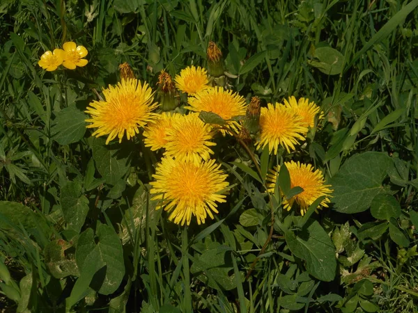 Çayırda Bir Karahindiba Çiçek Sarı Çiçek — Stok fotoğraf