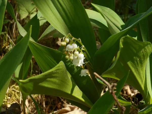 Liljekonvalj Blomma Skogen Våren Med Vita Blossom — Stockfoto