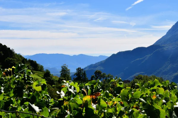 山顶岩石全景风景的山在南蒂罗尔欧洲天空云天野生自然树木森林 图库图片
