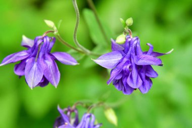 mavi mor çiçeği dağlarda vahşi columbine çiçek