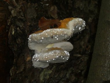 parlak ganoderma beyaz mantar ormandaki bir eski bir gövde ağacı ahşap