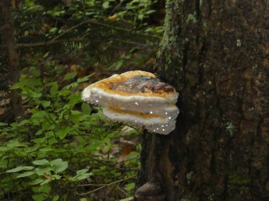 parlak ganoderma beyaz mantar ormandaki bir eski bir gövde ağacı ahşap