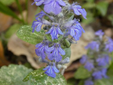 bir bugleweed çiçek bahar ormanında mavi çiçekleri