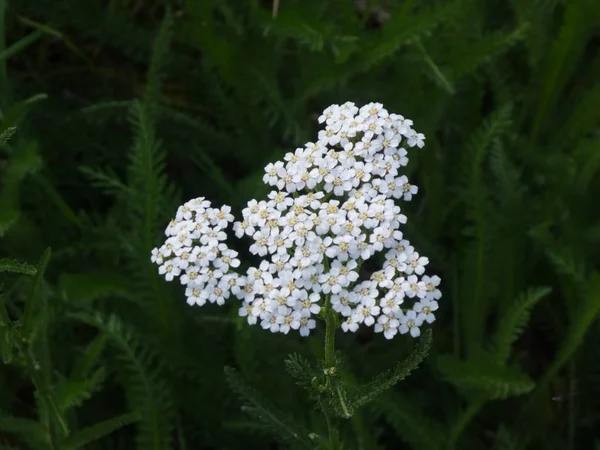 White Blossom Yarrow Floweri Green Grass — Stock Photo, Image