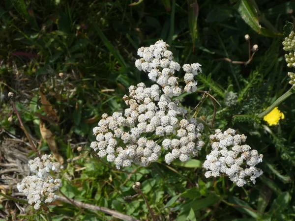 Flor Blanca Una Milenrama Fluye Hierba Verde —  Fotos de Stock