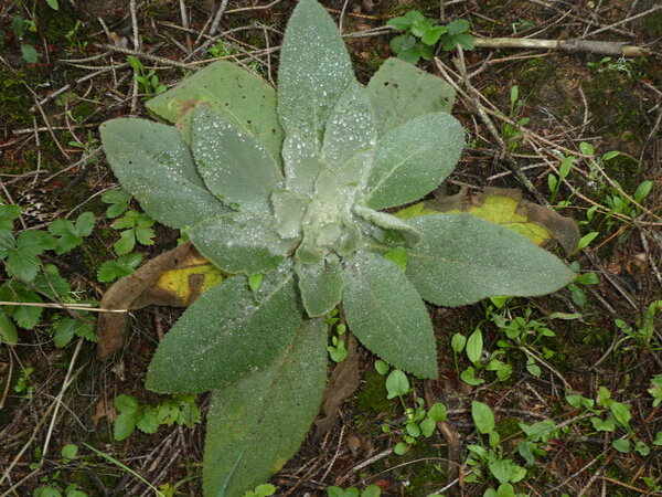leaves with hair of a mullein flower with water drops
