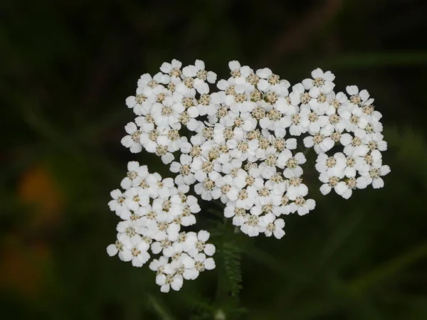 Fiore Bianco Fiore Achillea Nella Foresta Pianta Selvatica — Foto Stock
