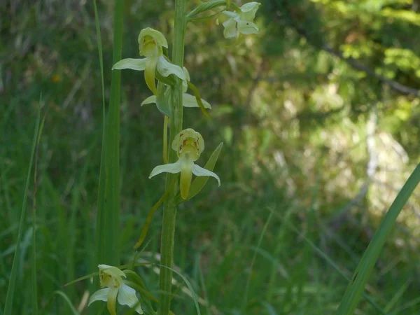 Obuwik Orchidea Kwiat Górach Włochy — Zdjęcie stockowe