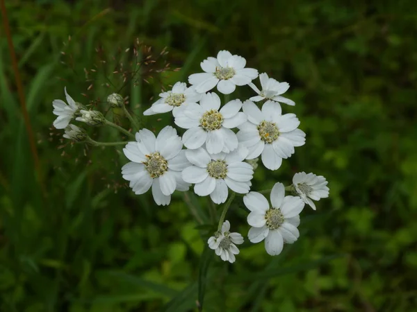 Fiore Bianco Fiore Achillea Nella Foresta Pianta Selvatica — Foto Stock