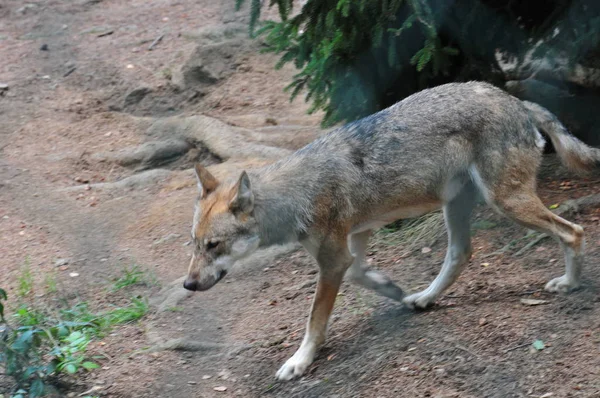 バイエルン州ヨーロッパの動物園のオオカミ — ストック写真