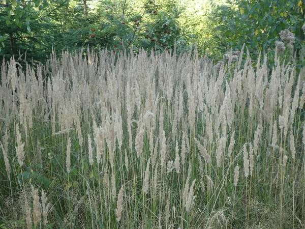 Wild Pampas Gras Met Zaden Het Bos — Stockfoto