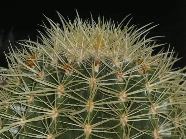Cactus Aux Nombreuses Épines — Photo