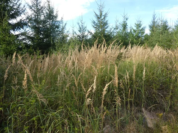 wild pampas grass with seeds in the forest