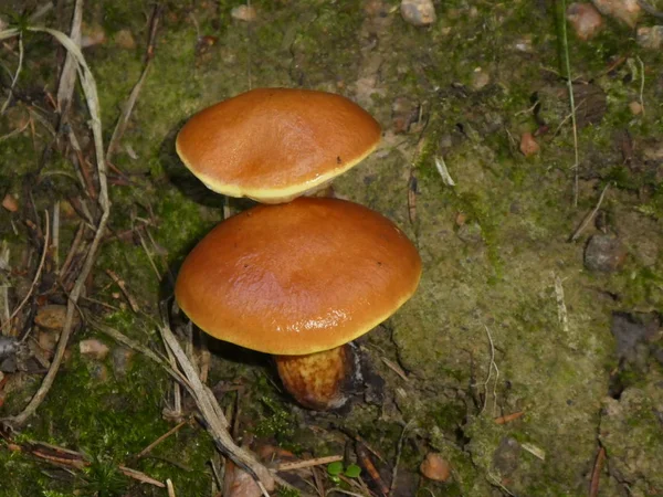 Brown Velvet Bolete Mushroom Forest Autumn — Stock Photo, Image