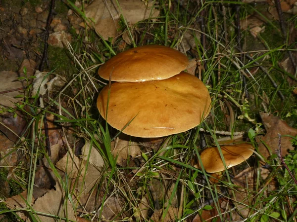 Bruin Velours Boleet Paddestoelen Het Bos Herfst — Stockfoto