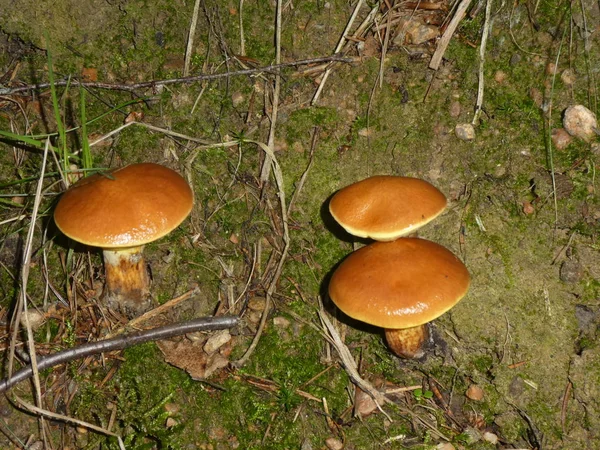 秋の森で茶色のベルベット Bolete キノコ — ストック写真