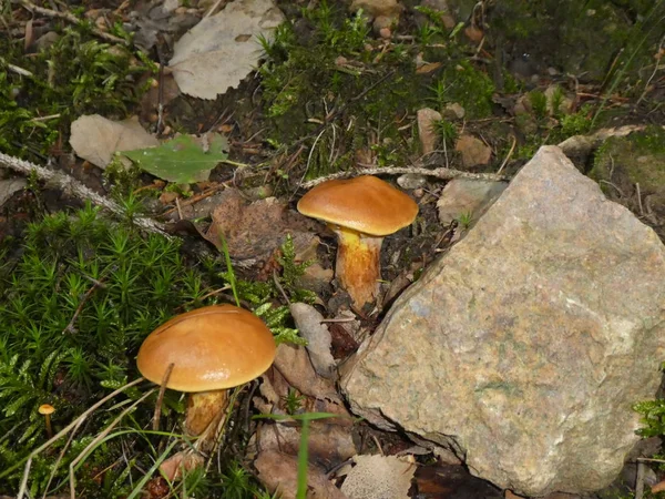 秋の森で茶色のベルベット Bolete キノコ — ストック写真