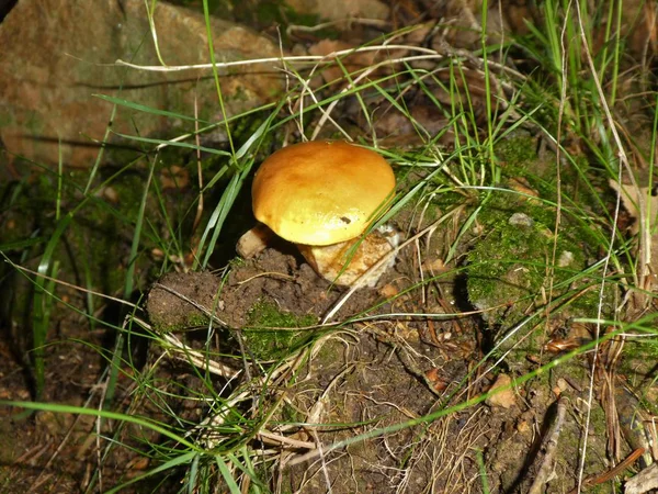 秋の森で茶色のベルベット Bolete キノコ — ストック写真