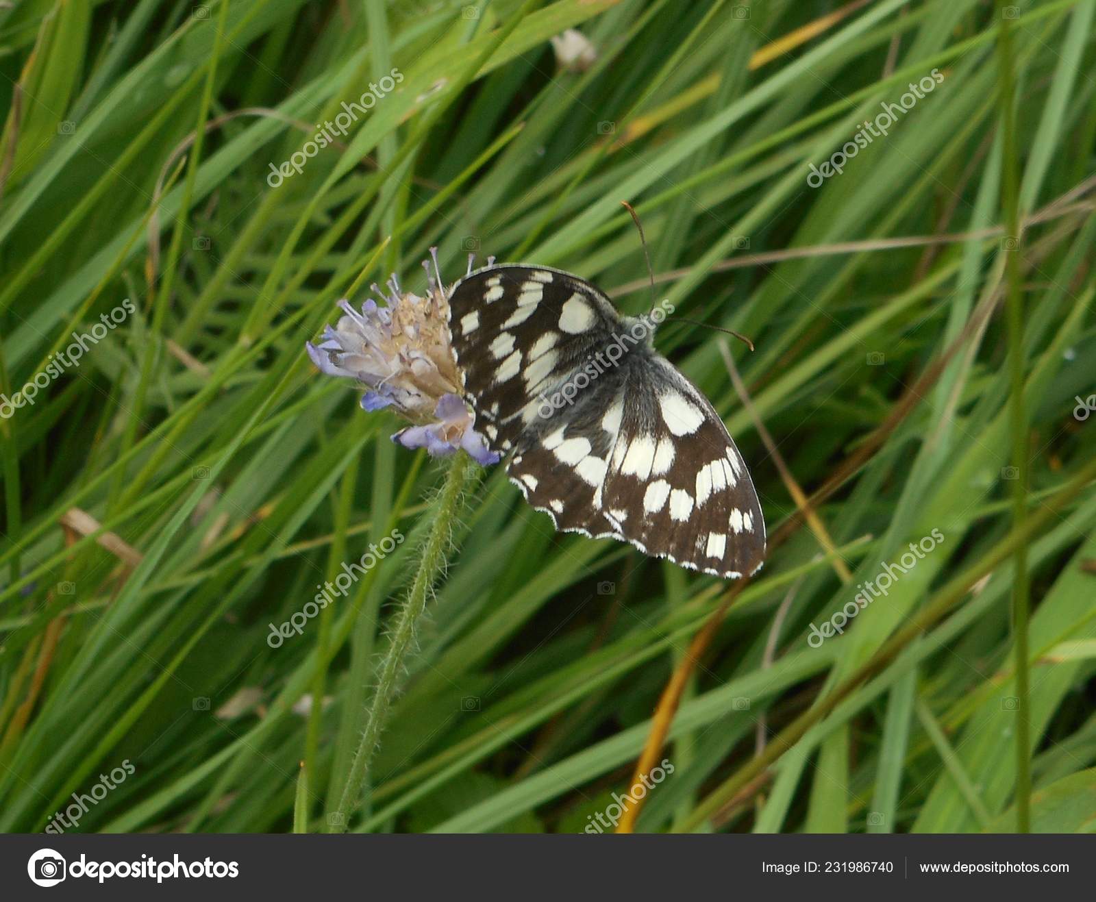 Western Marbled White Butterfly Black White Green Grass Blossom