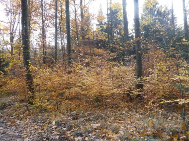 yaprak rengi geniş yapraklı orman brown ile sonbaharda yaprakları