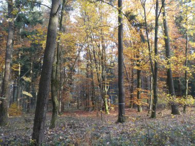 yaprak rengi geniş yapraklı orman brown ile sonbaharda yaprakları