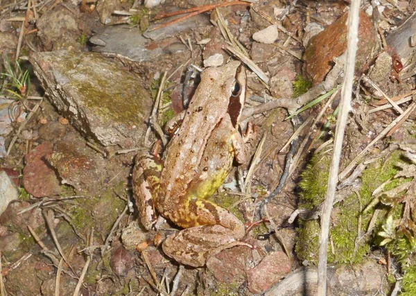 森の中の茶色のカエル — ストック写真