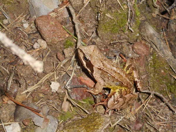 Grenouille Brune Dans Forêt — Photo