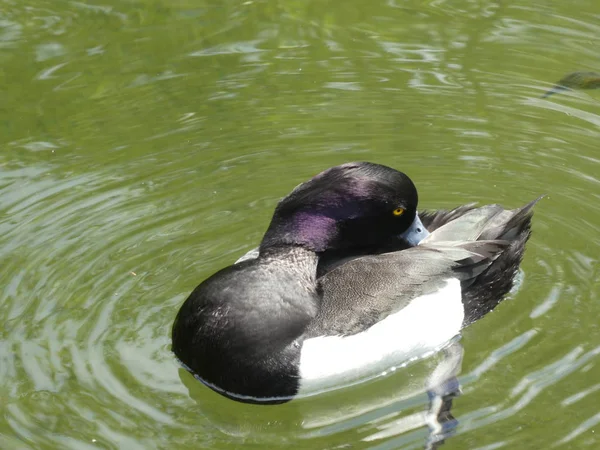 Pato Scaup Colorido Nadar Agua Estanque — Foto de Stock