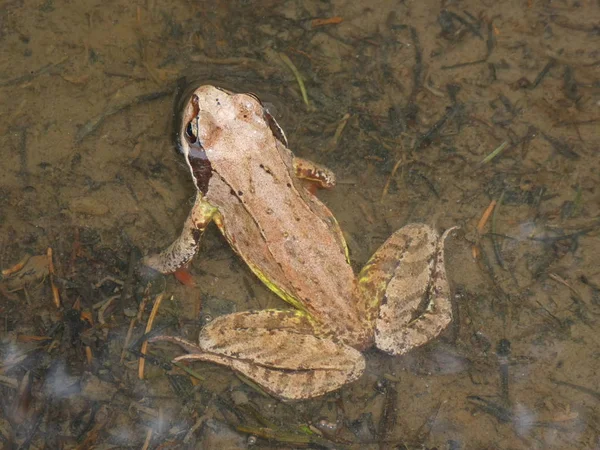 茶色のカエル池の水で泳ぐ — ストック写真