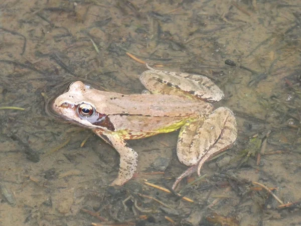 茶色のカエル池の水で泳ぐ — ストック写真