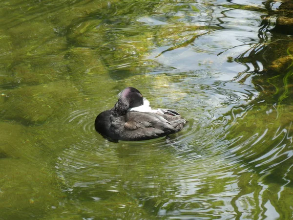 Pato Scaup Colorido Nadar Agua Estanque — Foto de Stock