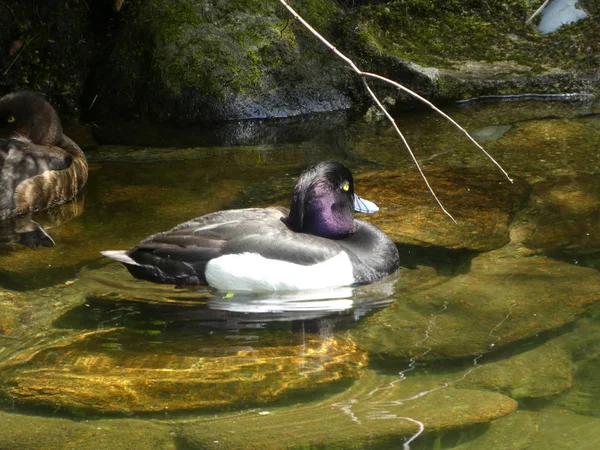 Pato Scaup Colorido Nadar Agua Estanque — Foto de Stock