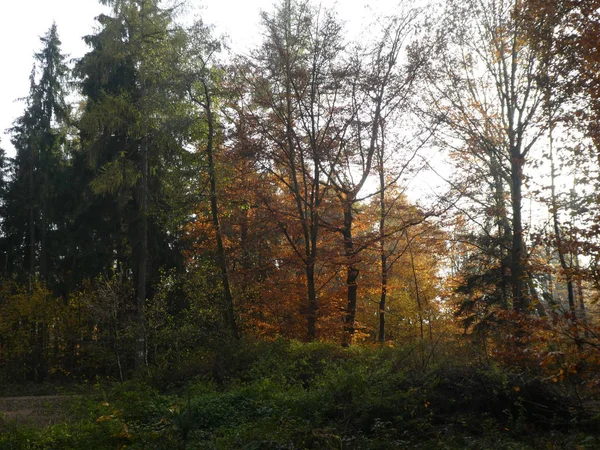 Laubwald Herbst Mit Brauner Laubfärbung — Stockfoto