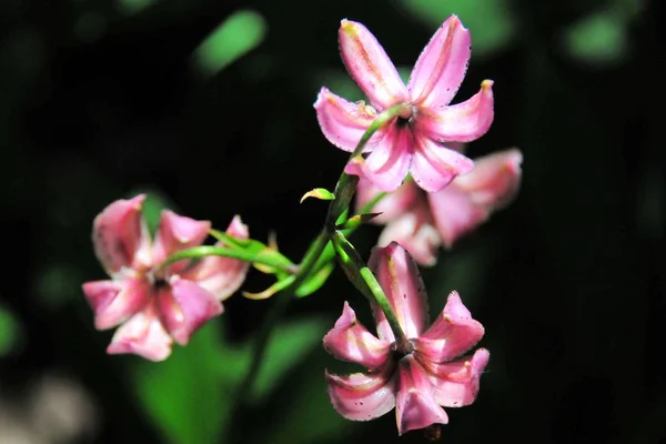 Lily Dziki Kwiat Różowy Kwiat — Zdjęcie stockowe