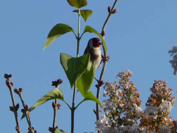 Stieglitz Vogel Sitzt Auf Einem Zweig Eines Busches Mit Blauem — Stockfoto