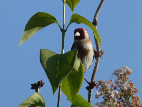 Pássaro Goldfinch Sentado Ramo Arbusto Com Céu Azul — Fotografia de Stock