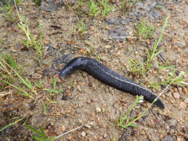 büyük siyah salyangoz beyaz şerit ormanda