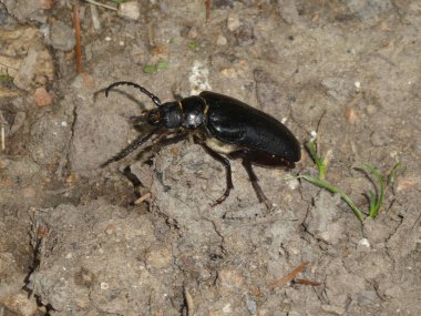Ormanda büyük siyah zemin böceği böcek