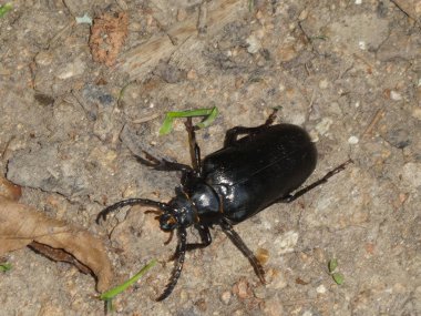 Ormanda büyük siyah zemin böceği böcek