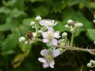 bahar ormanında bir blackberr Bush Beyaz çiçeği