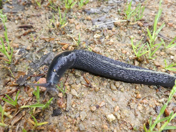 Gran Caracol Negro Con Una Raya Blanca Bosque —  Fotos de Stock