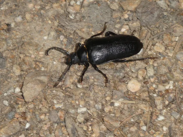 Kumbang Hitam Besar Hutan — Stok Foto