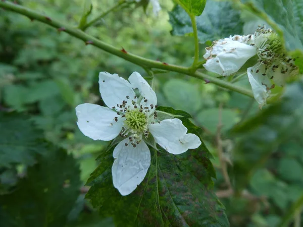 Fleur Blanche Buisson Merle Dans Forêt Printemps — Photo