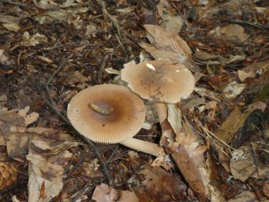 Tortum ormanında mantar