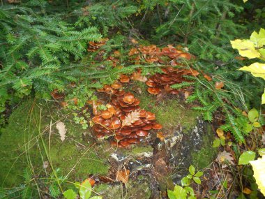 birçok mantar sonbaharda ahşap ormandaki yaşlı bir gövde ağaç üzerinde büyür